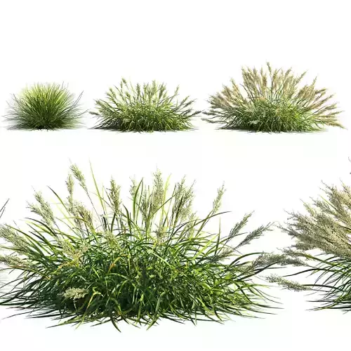 Calamagrostis arundinacea grass 3D model