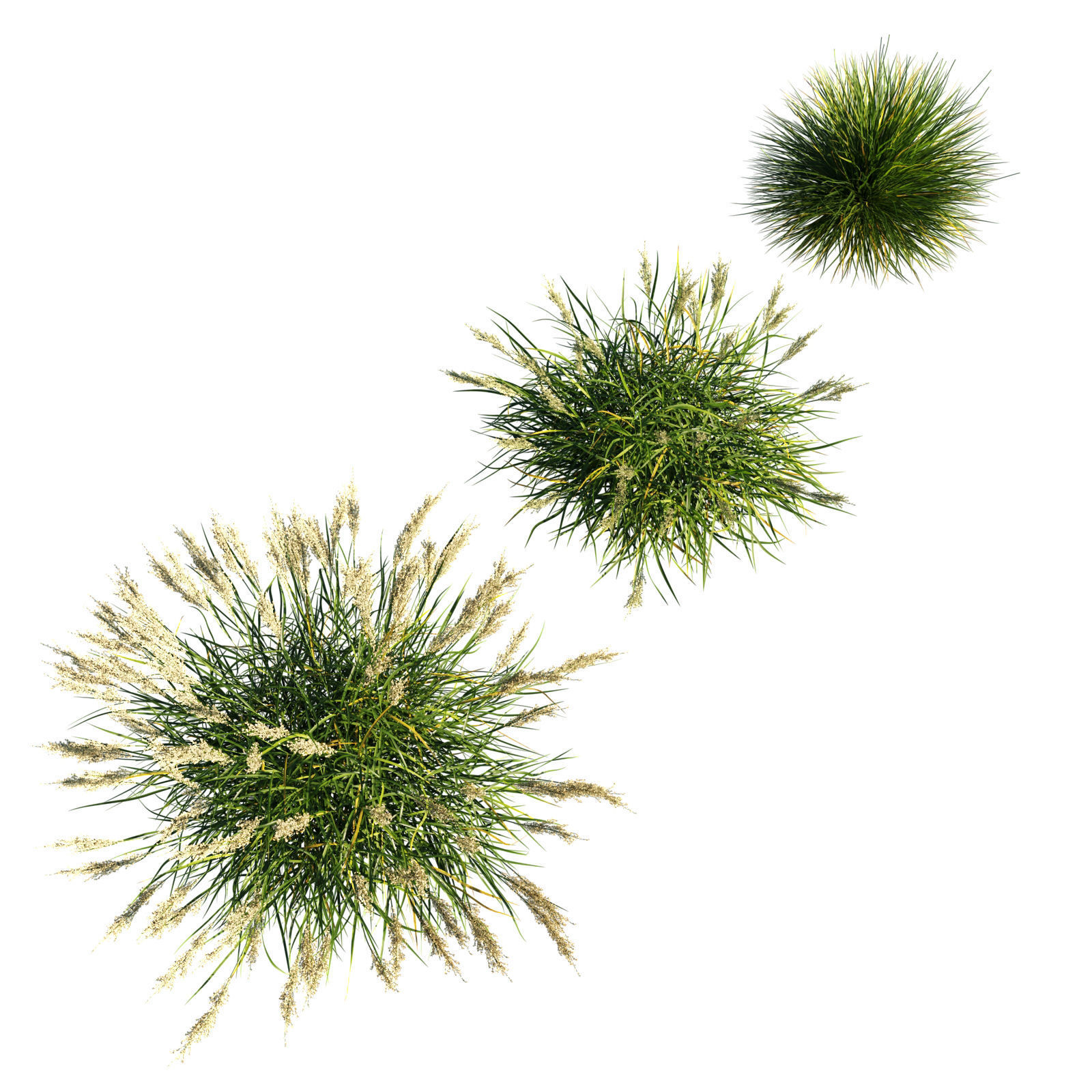 Calamagrostis arundinacea grass 3D model_1