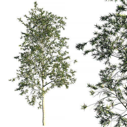 Tree Corymbia citriodora eucalyptus 3D model