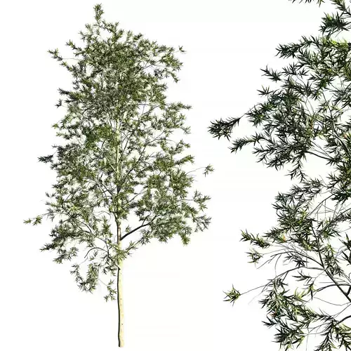 Tree Corymbia citriodora eucalyptus 3D model