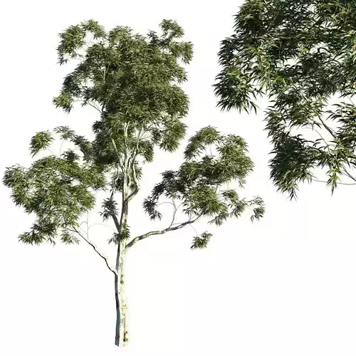 Tree Corymbia citriodora 02 3D model