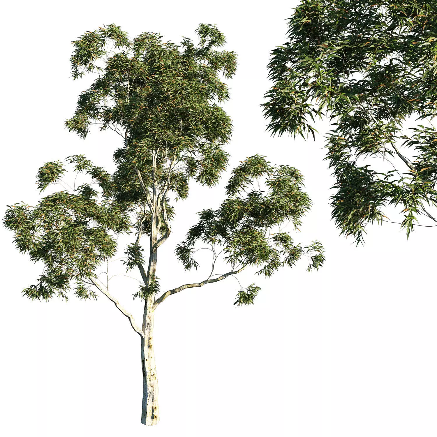 Tree Corymbia citriodora 02 3D model_0