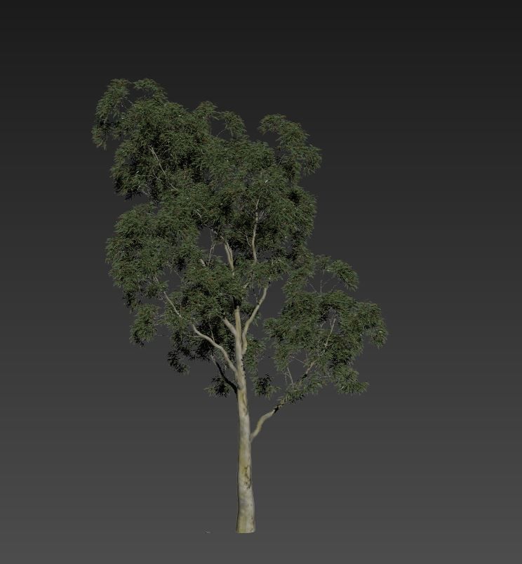 Tree Corymbia citriodora 02 3D model_1