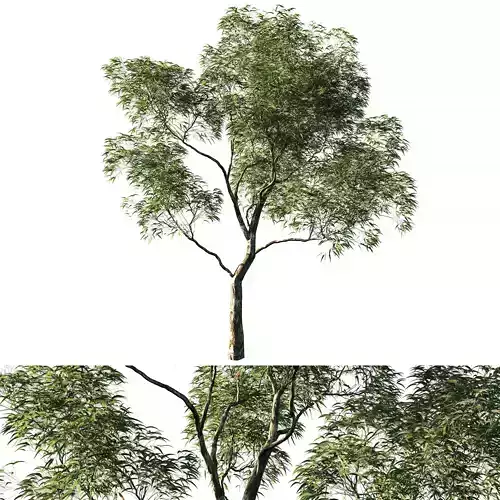 Eucalyptus saligna 01 3D model