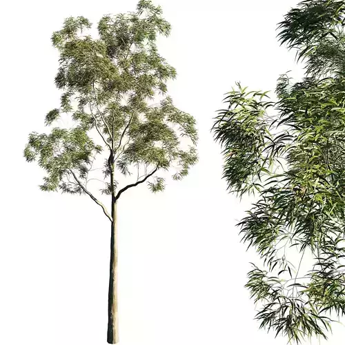 Tree Corymbia citriodora 03 3D model