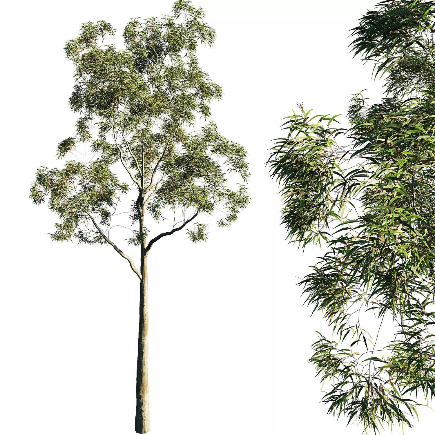 Tree Corymbia citriodora 03 3D model_0