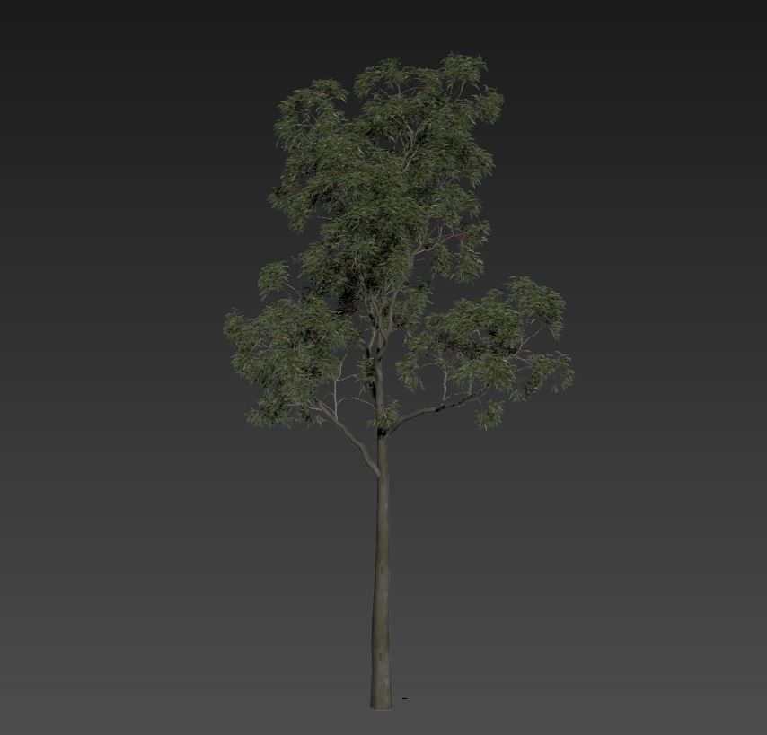 Tree Corymbia citriodora 03 3D model_1