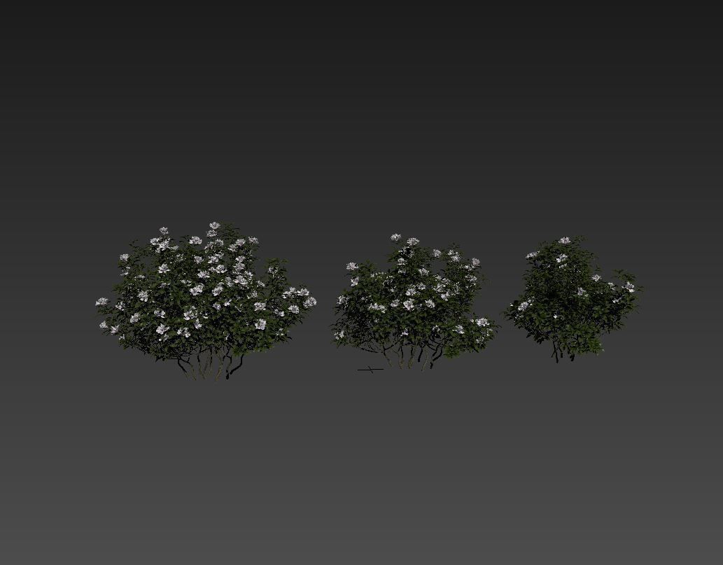 Rhododendron ponticum tree 02 3D model_1