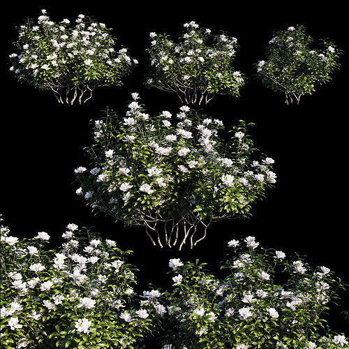 Rhododendron ponticum tree 02 3D model