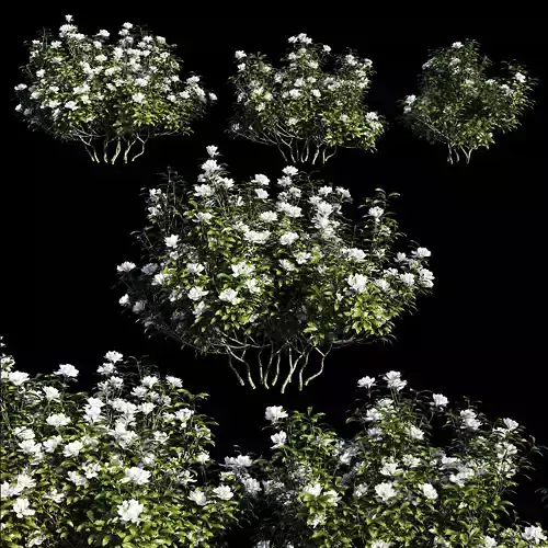 Rhododendron ponticum tree 02 3D model