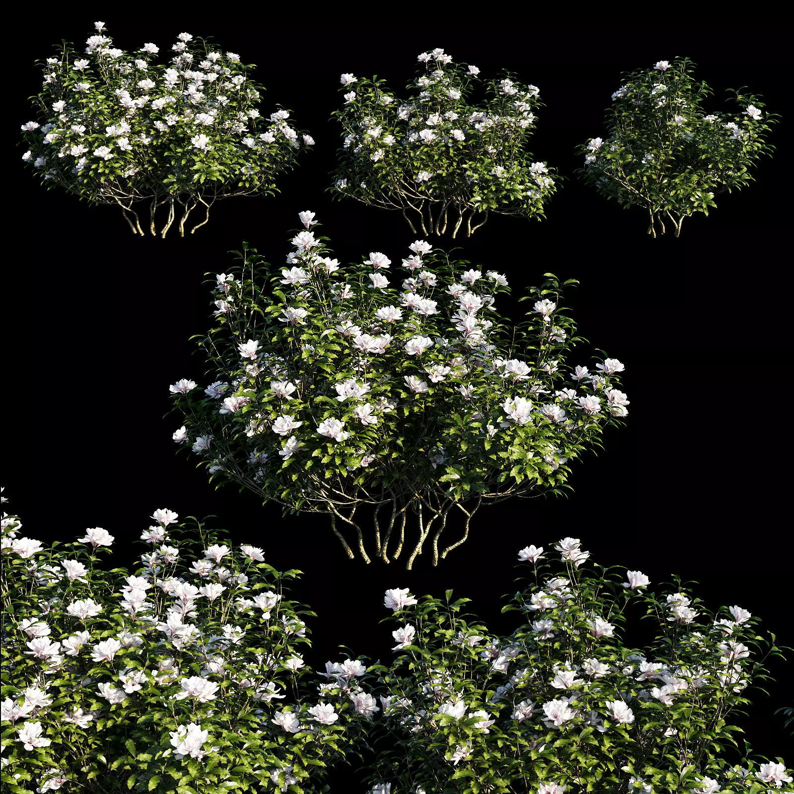 Rhododendron ponticum tree 02 3D model_0