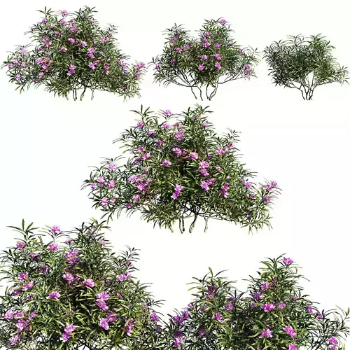 Rhododendron ponticum Filigran 3D model