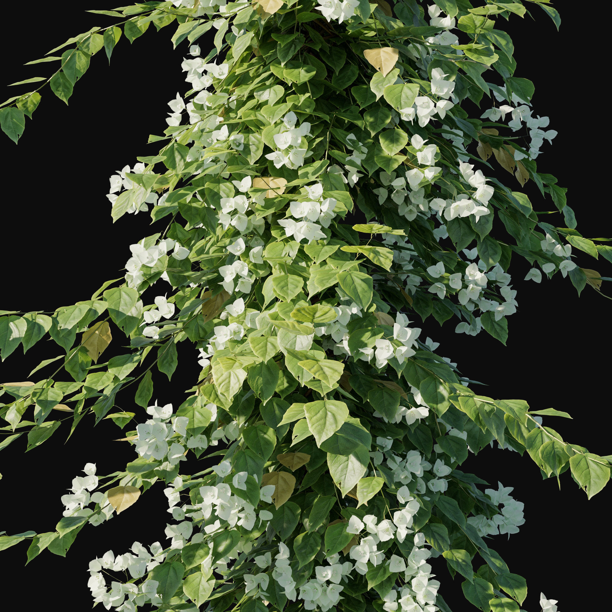 Bougainvillea collection 02 3D model_1