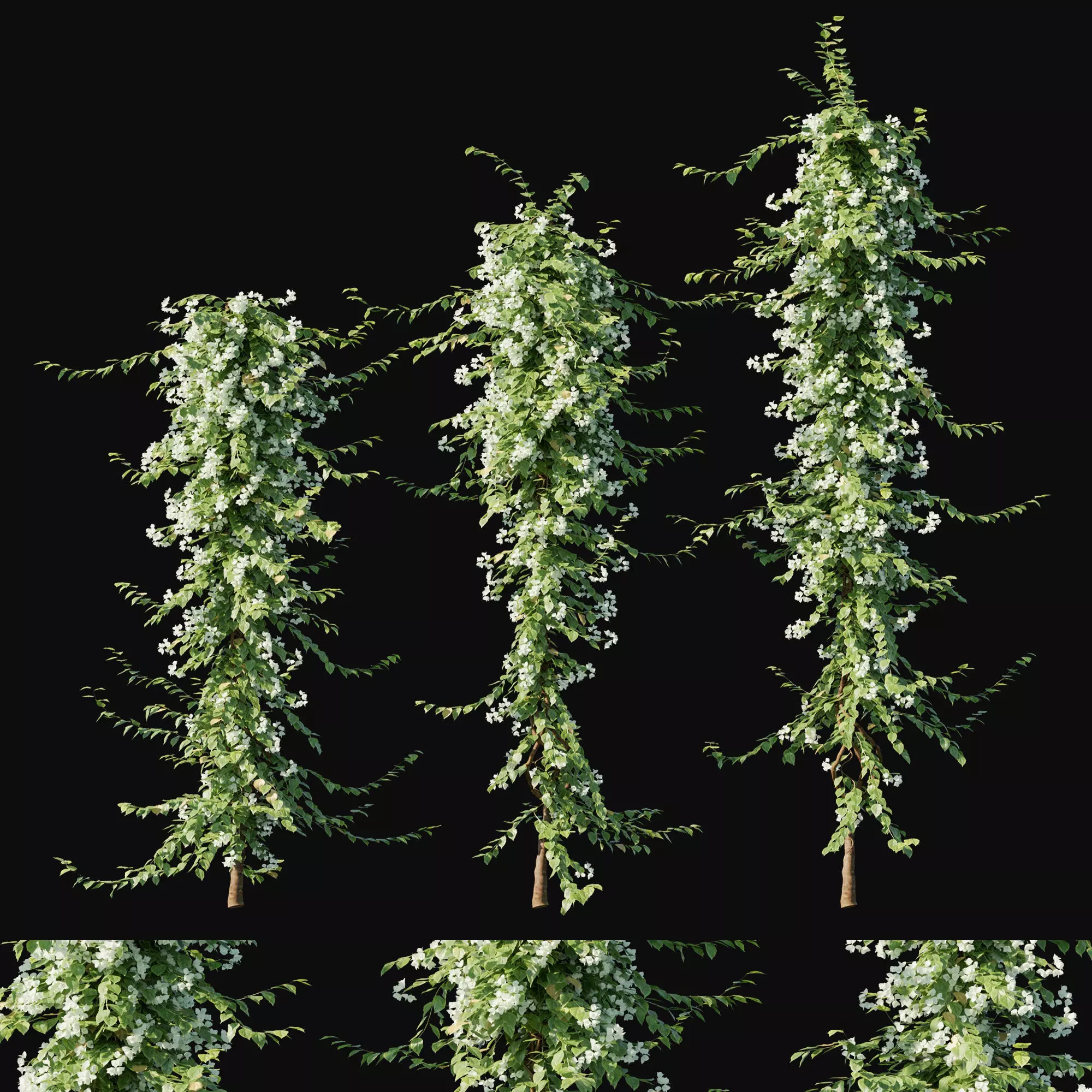 Bougainvillea collection 02 3D model_0