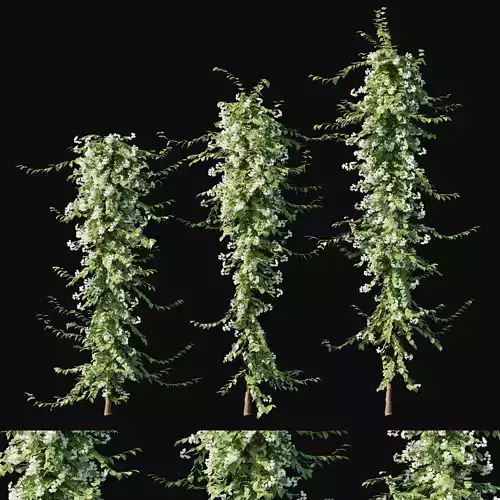 Bougainvillea collection 02