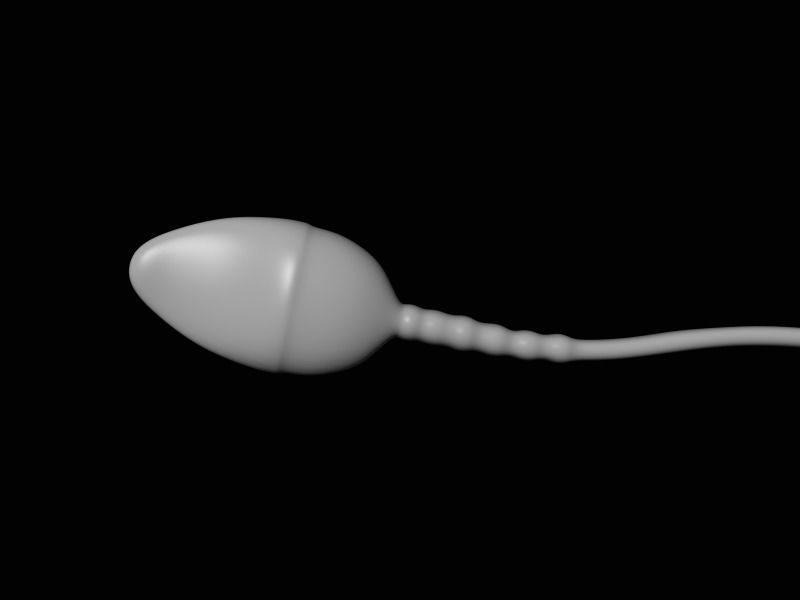 Human Sperm 3D model_1