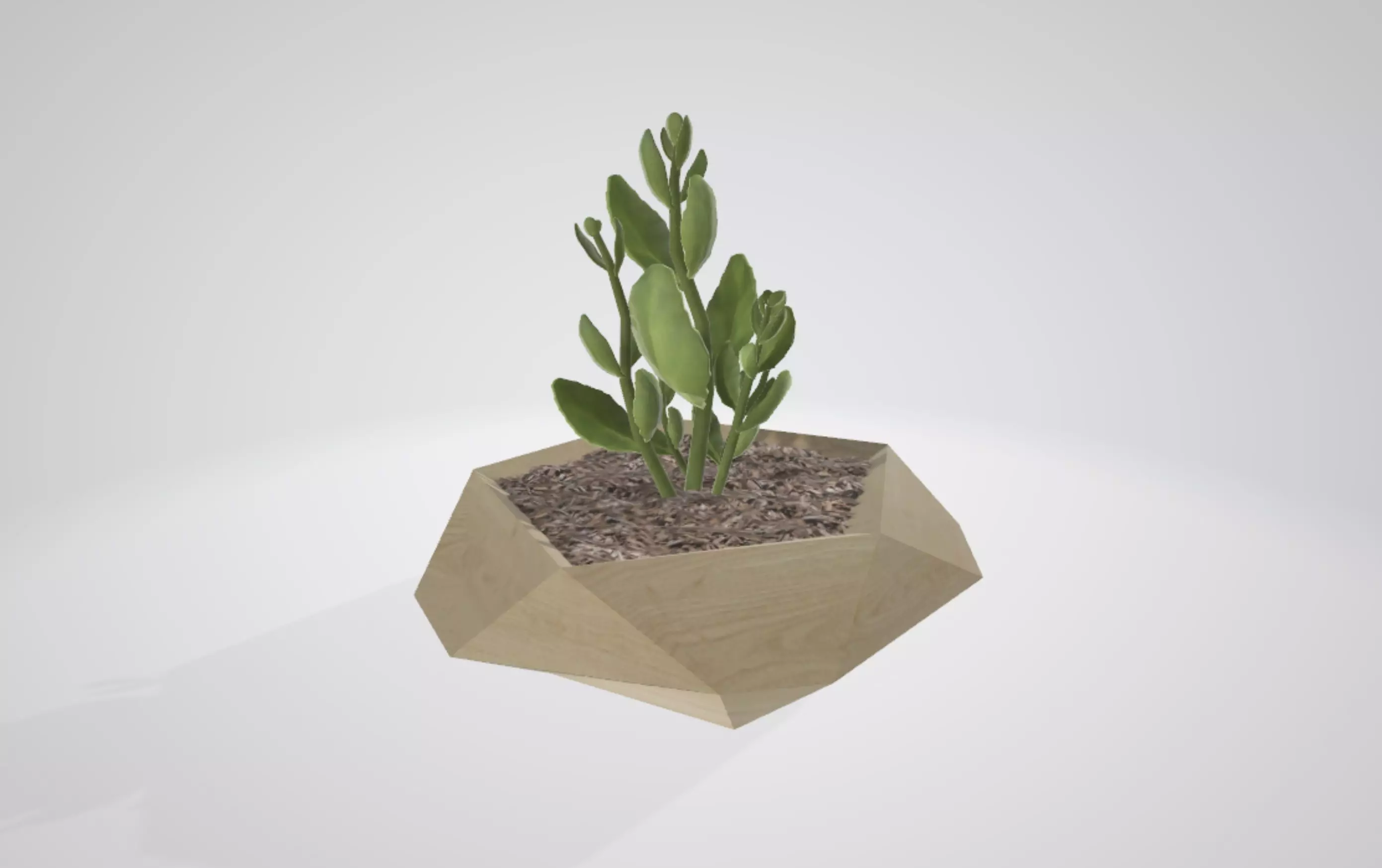Plant sedum spectabile Low-poly 3D model