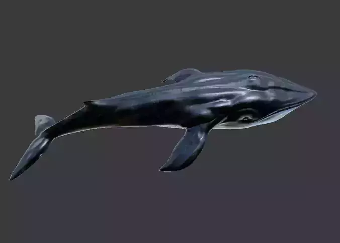 While whale