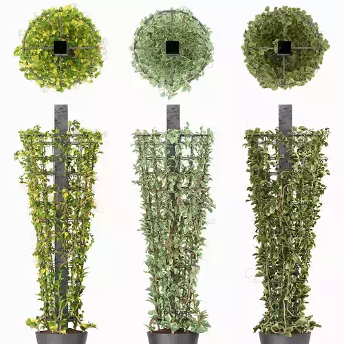 Creeping plant on Metal Column