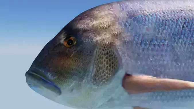 Snapper Photorealistic sea fish 3D Model Rigged Animated Low-poly 3D model