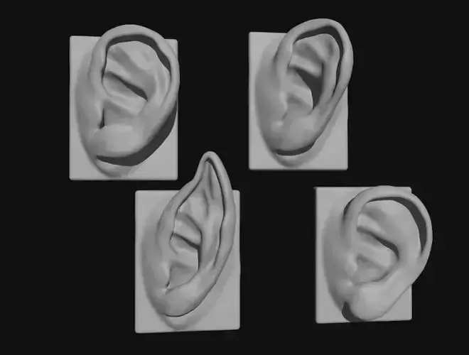 EARS 4 ear 3D model