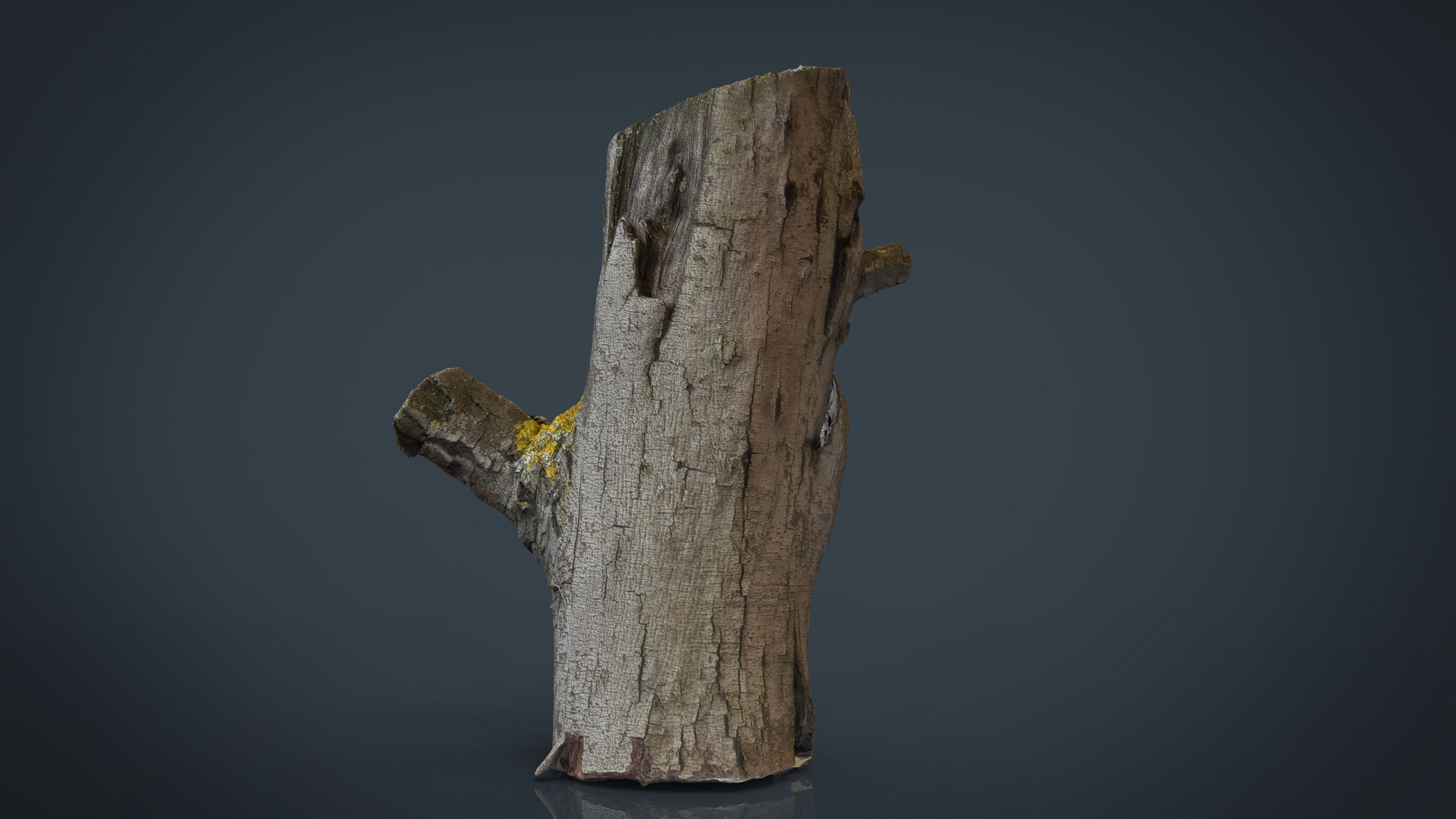 Wood Log 4 Low-poly 3D model_2