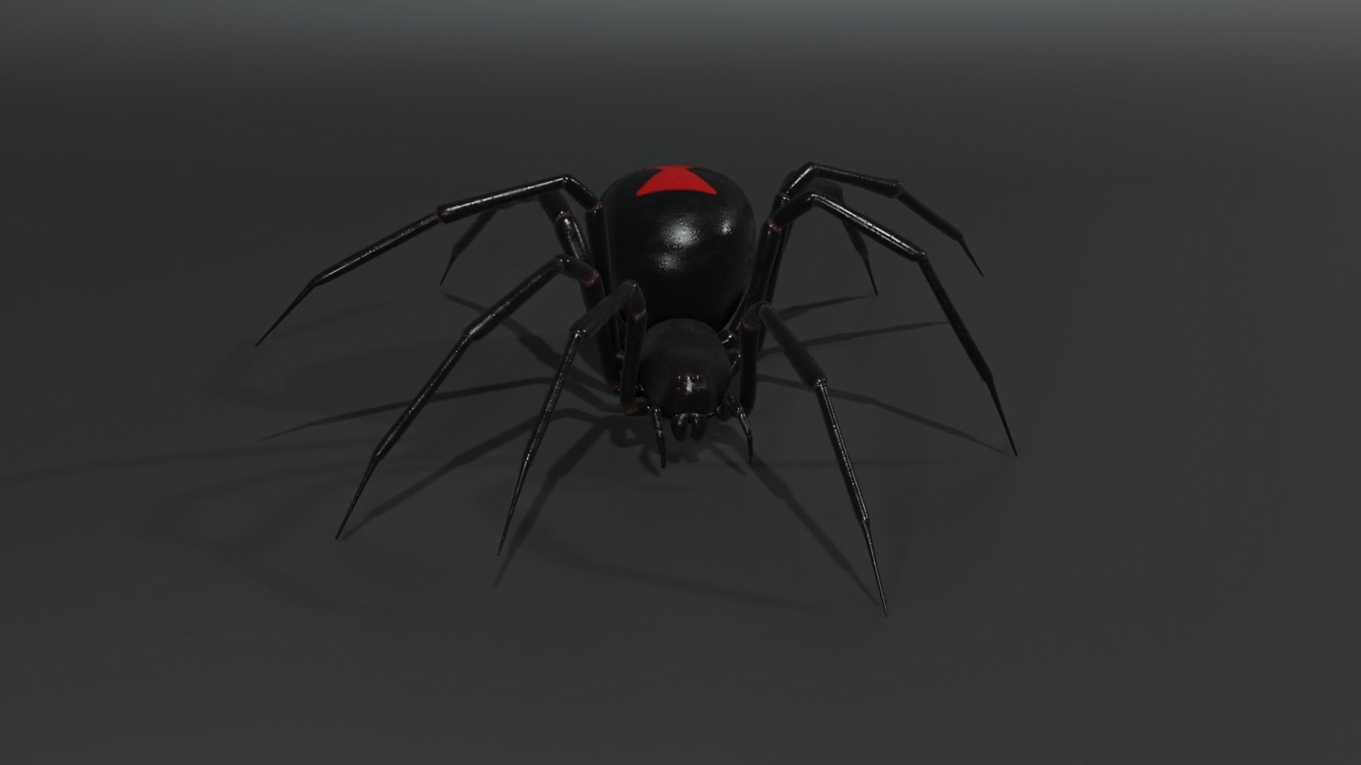 Black widow spider animating 3D model_2