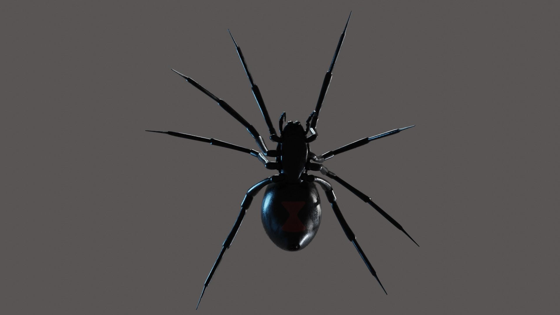 Black widow spider animating 3D model_6