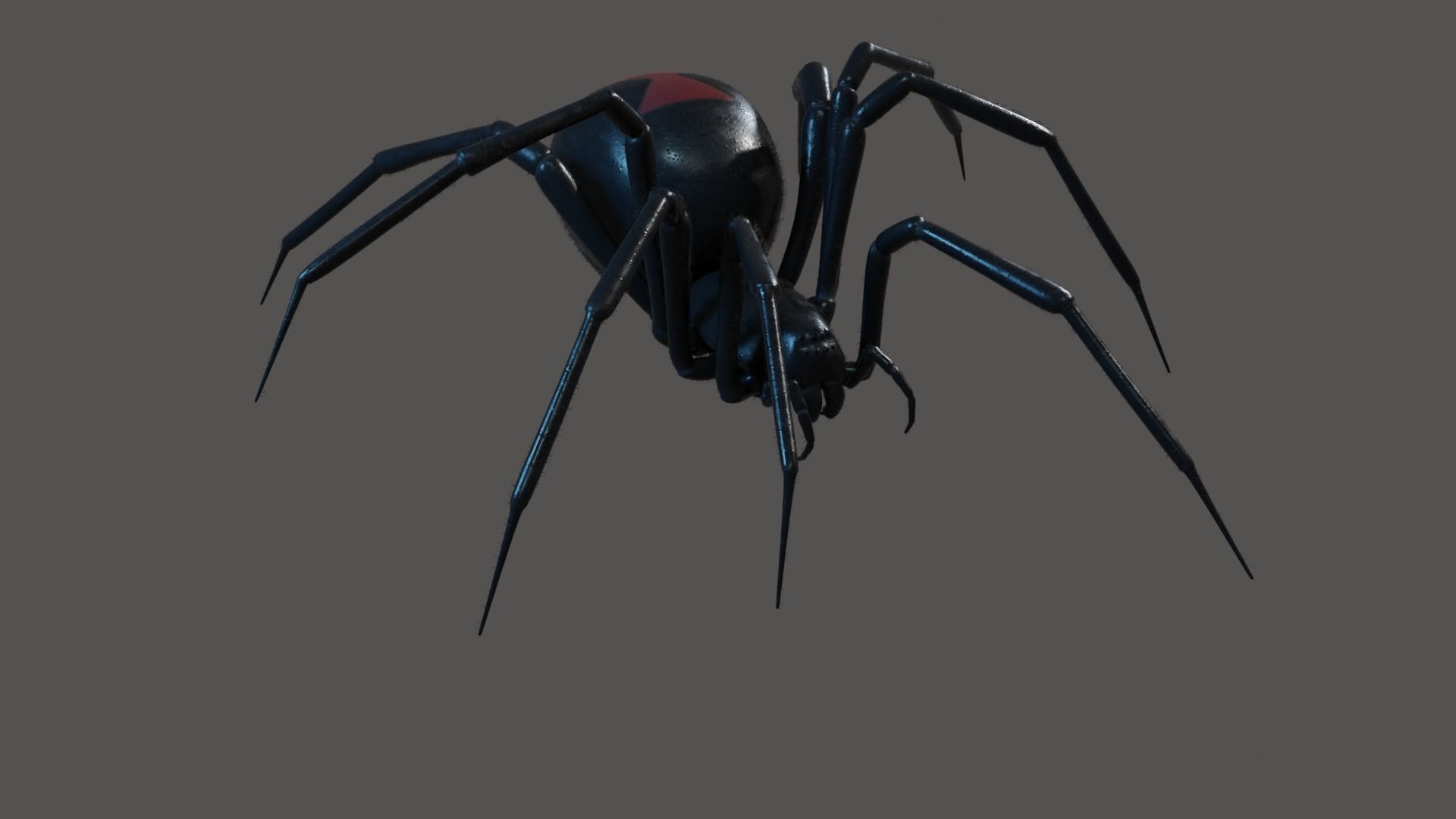 Black widow spider animating 3D model_3