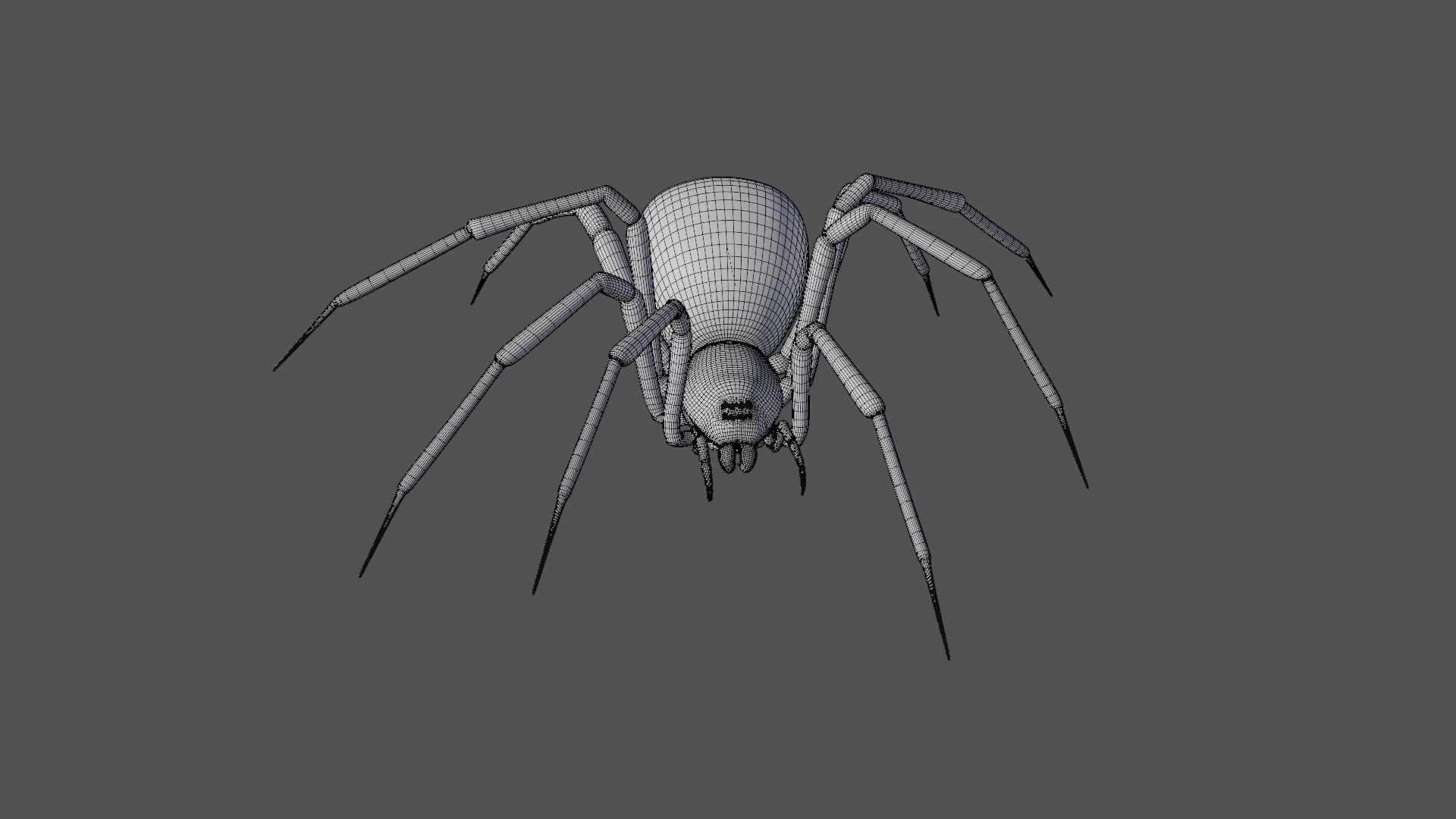Black widow spider animating 3D model_9