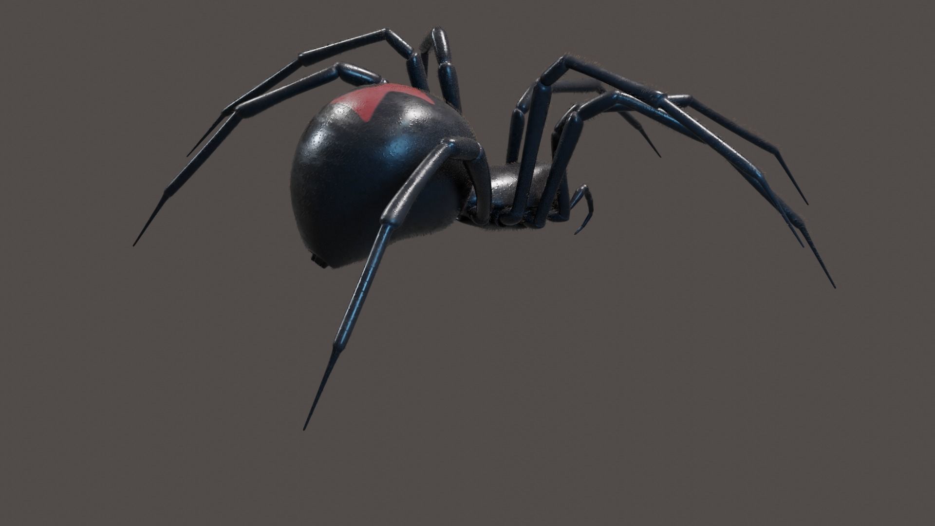 Black widow spider animating 3D model_1
