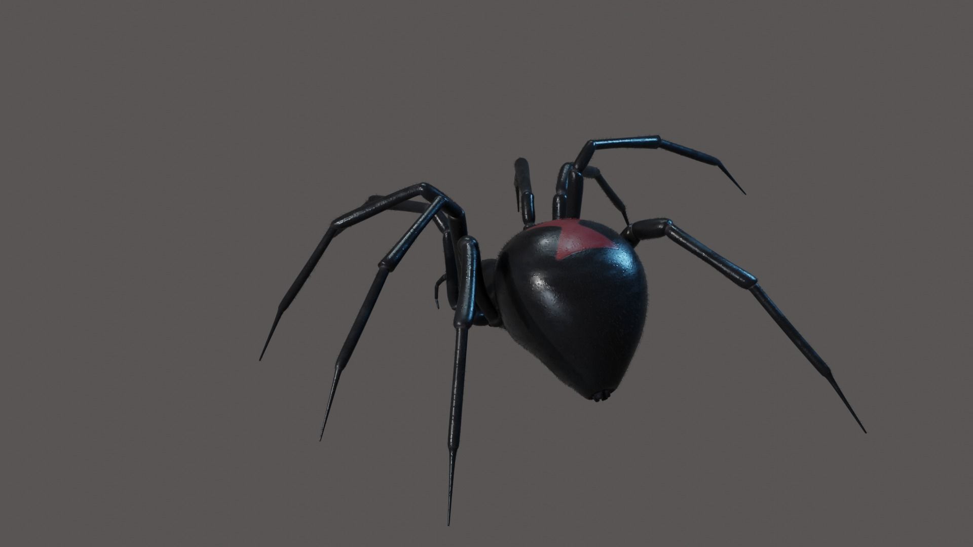 Black widow spider animating 3D model_7