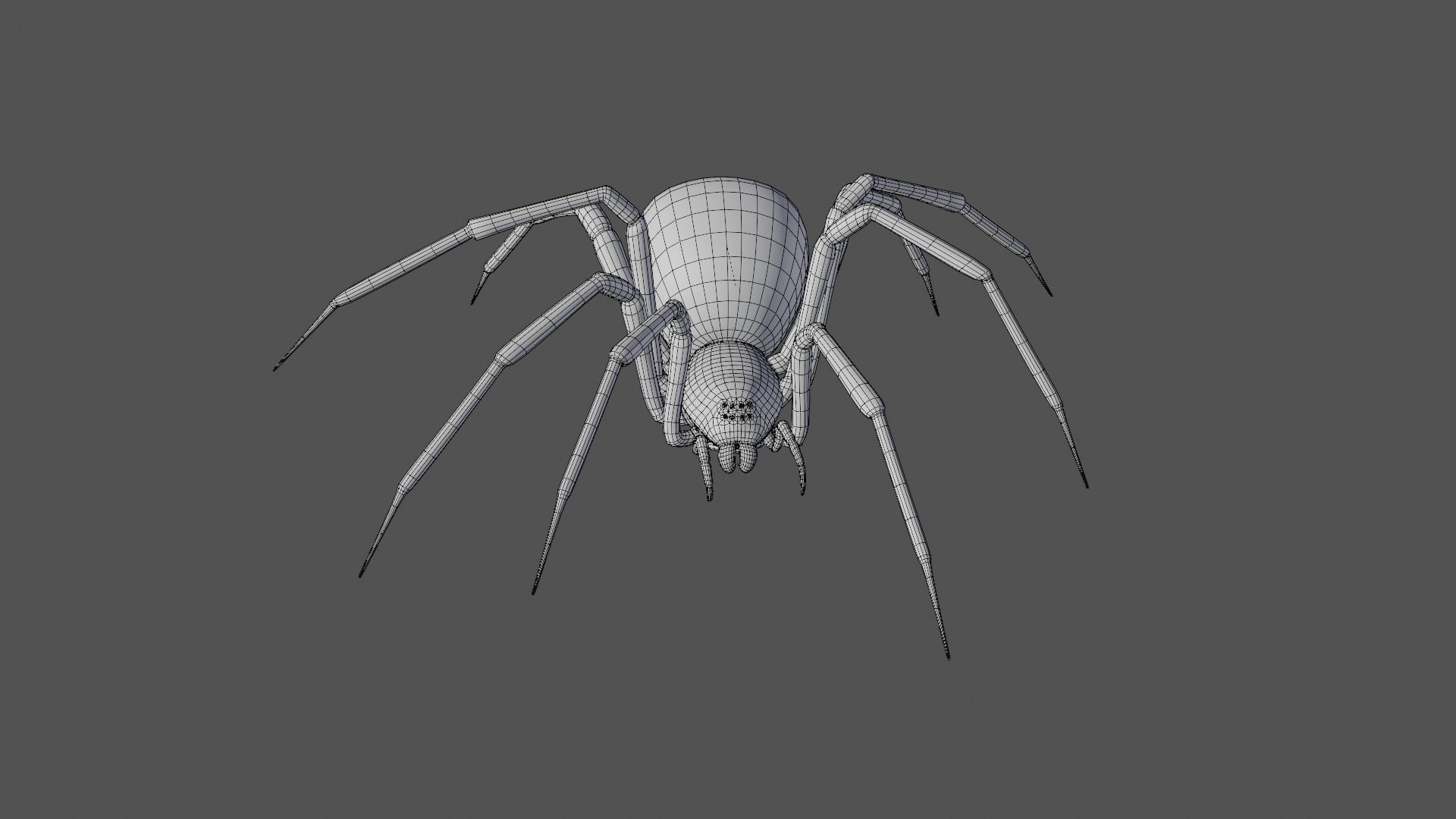 Black widow spider animating 3D model_8