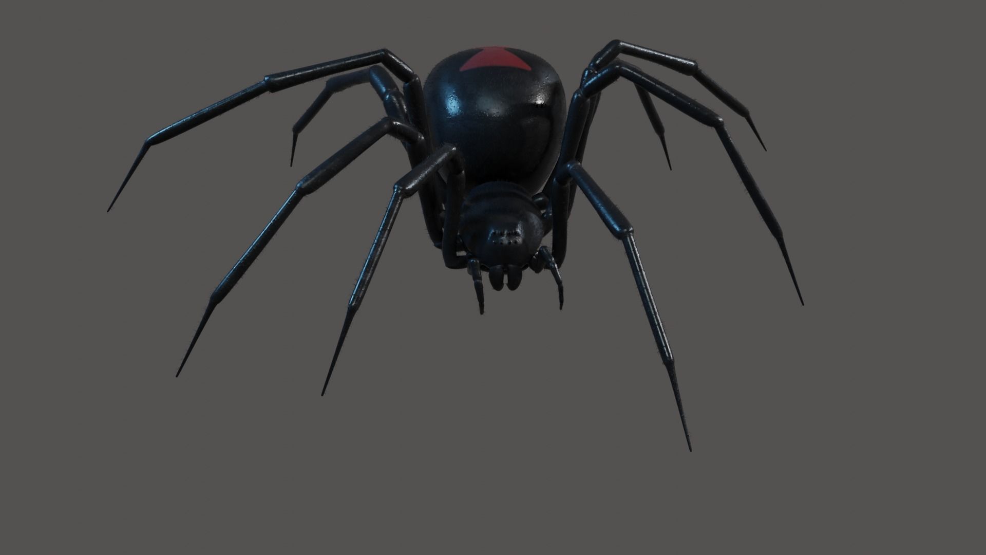 Black widow spider animating 3D model_4