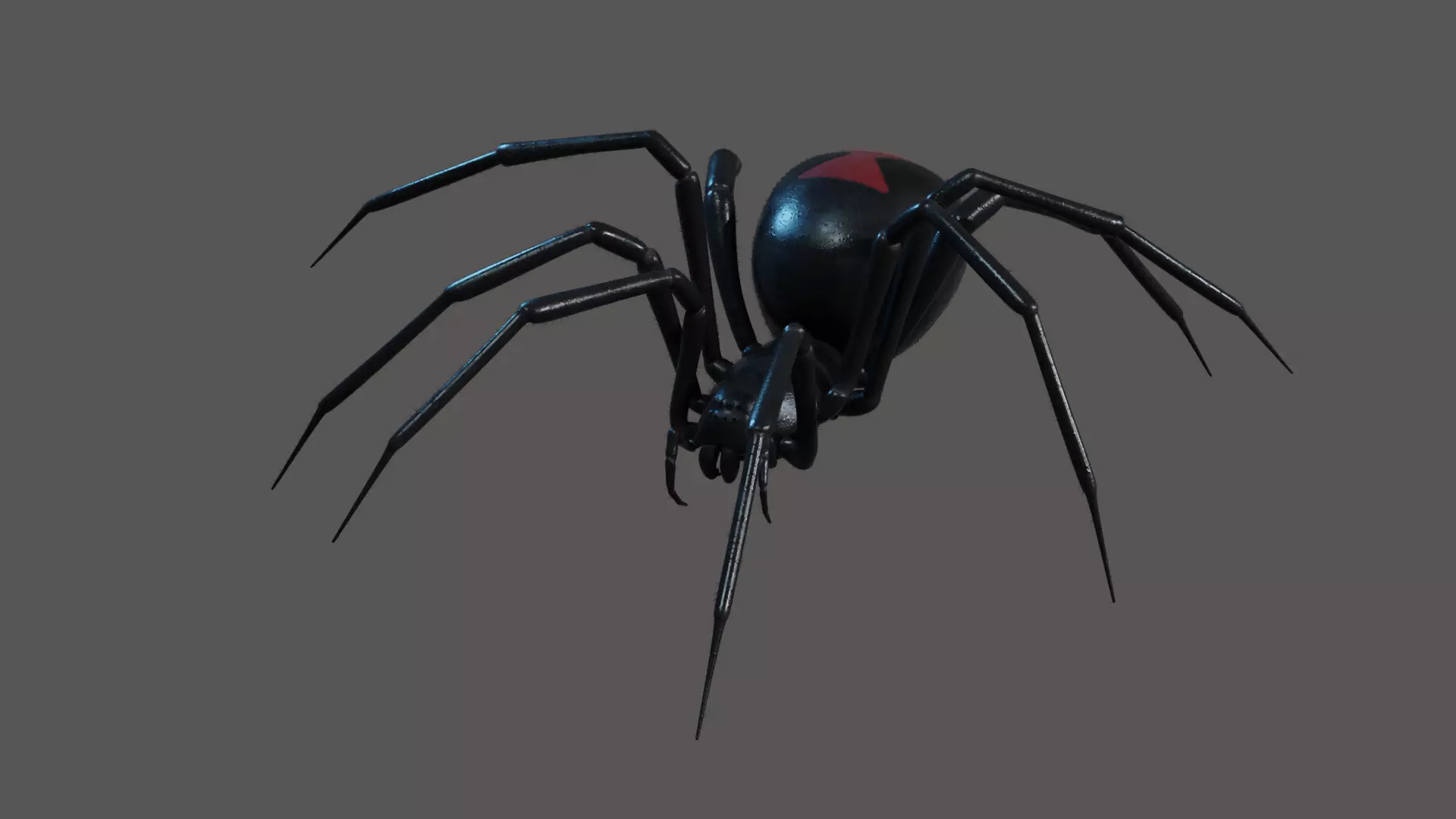 Black widow spider animating 3D model_0