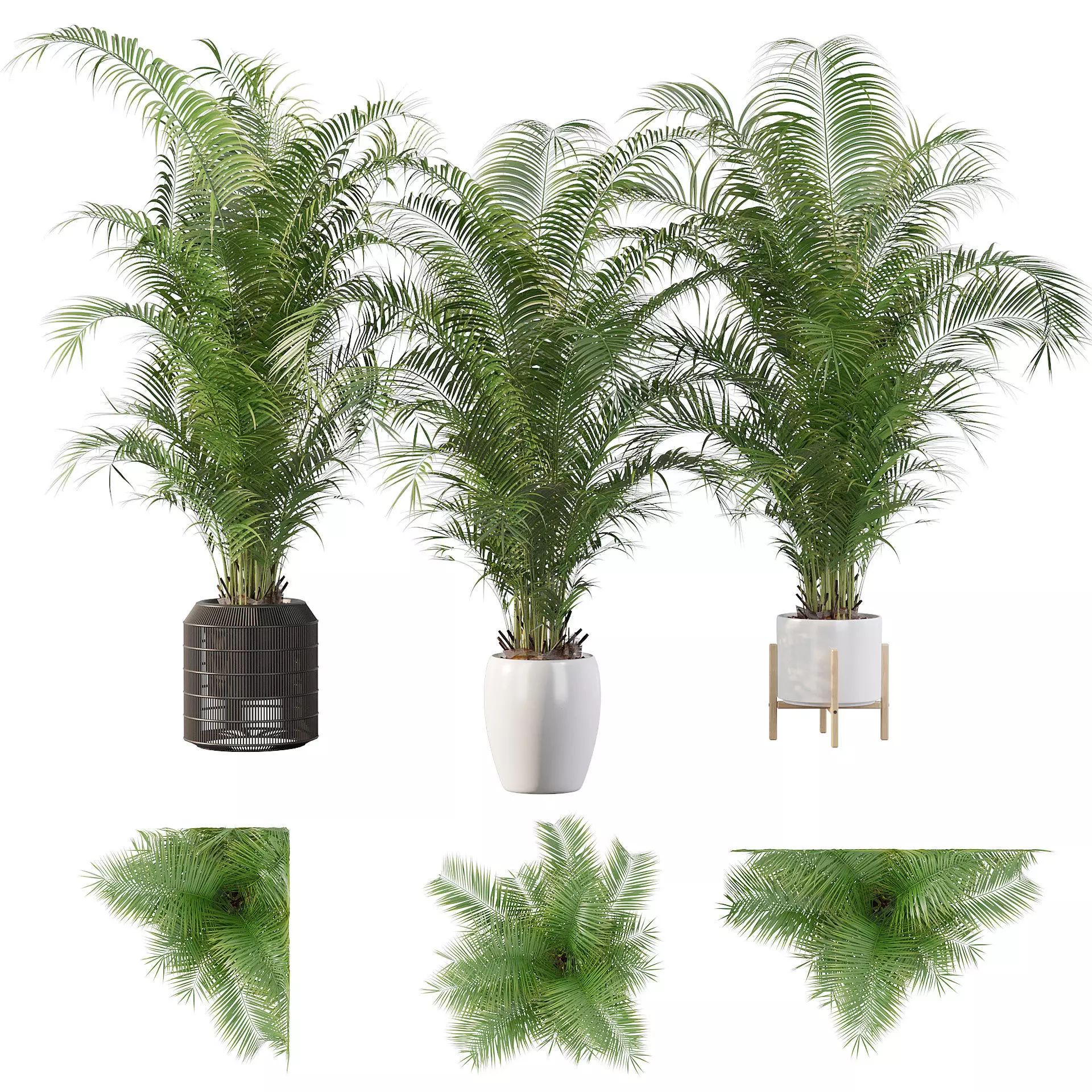 Areca Palm Pack 1 3D model