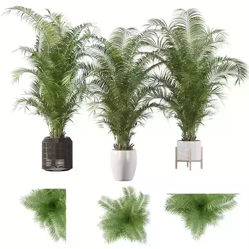 Areca Palm Pack 1