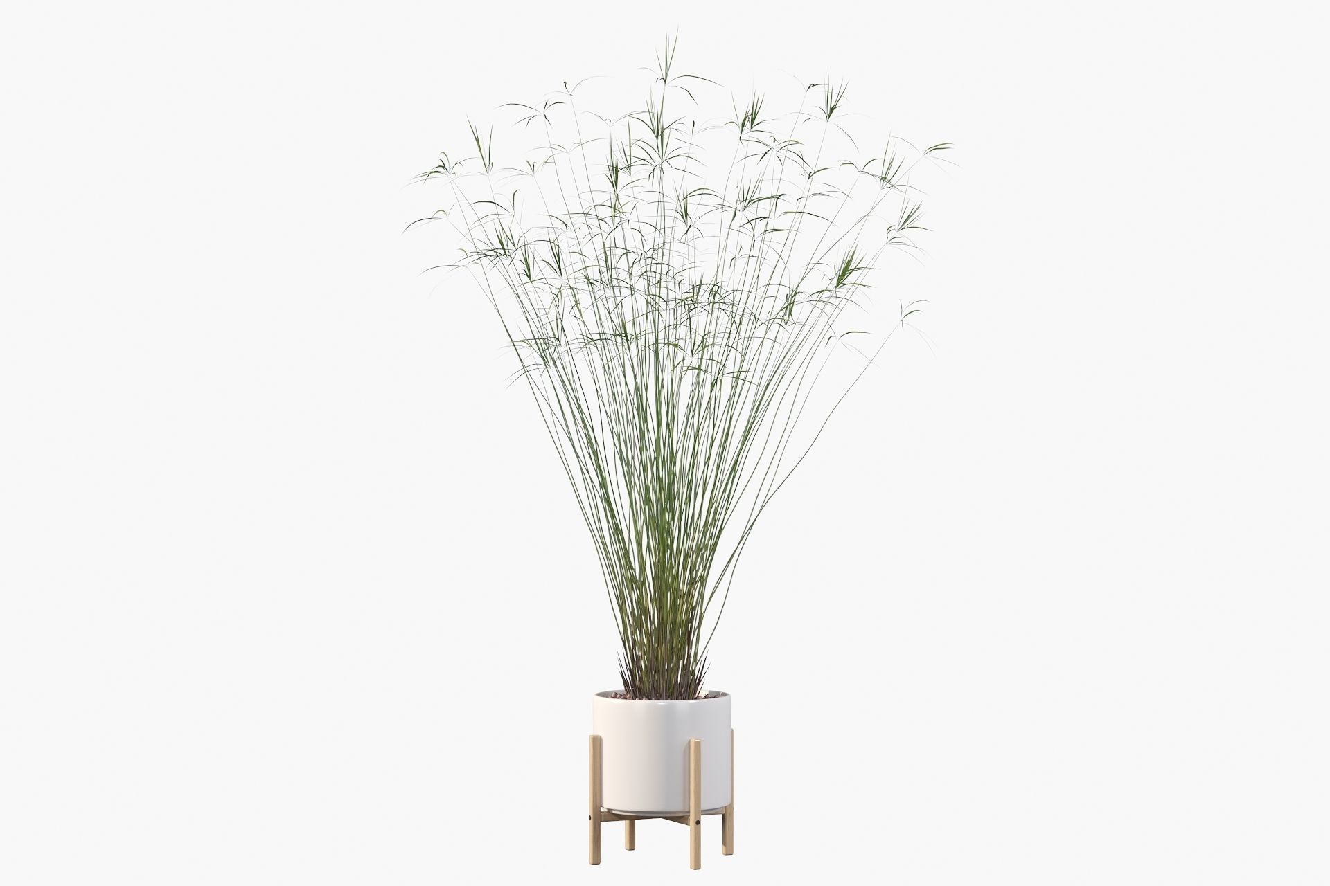 Cyperus papyrus 3D model_28