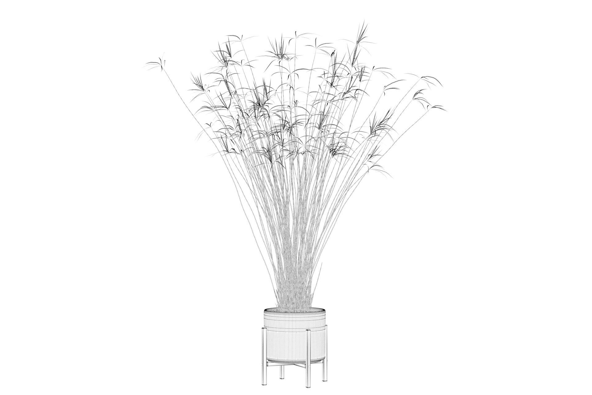 Cyperus papyrus 3D model_4