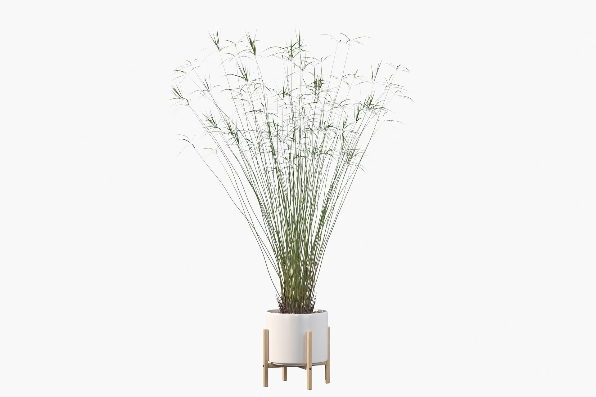 Cyperus papyrus 3D model_17