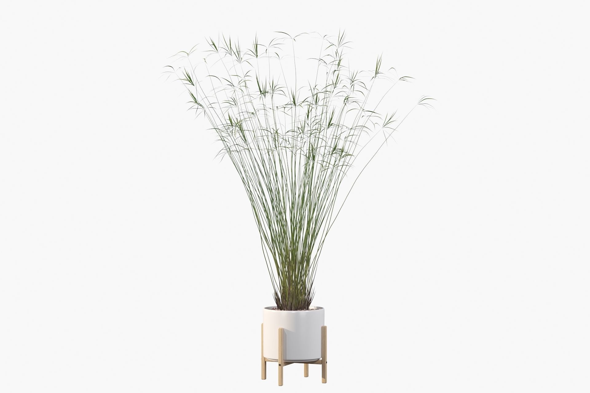 Cyperus papyrus 3D model_19