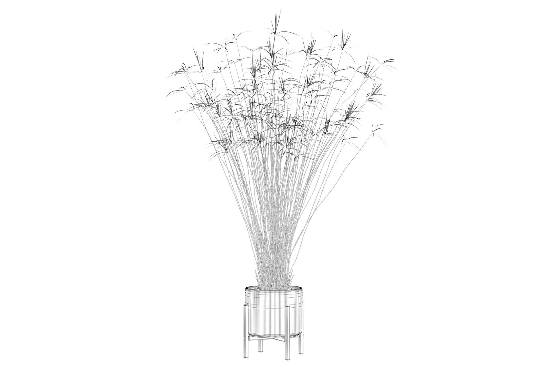 Cyperus papyrus 3D model_5