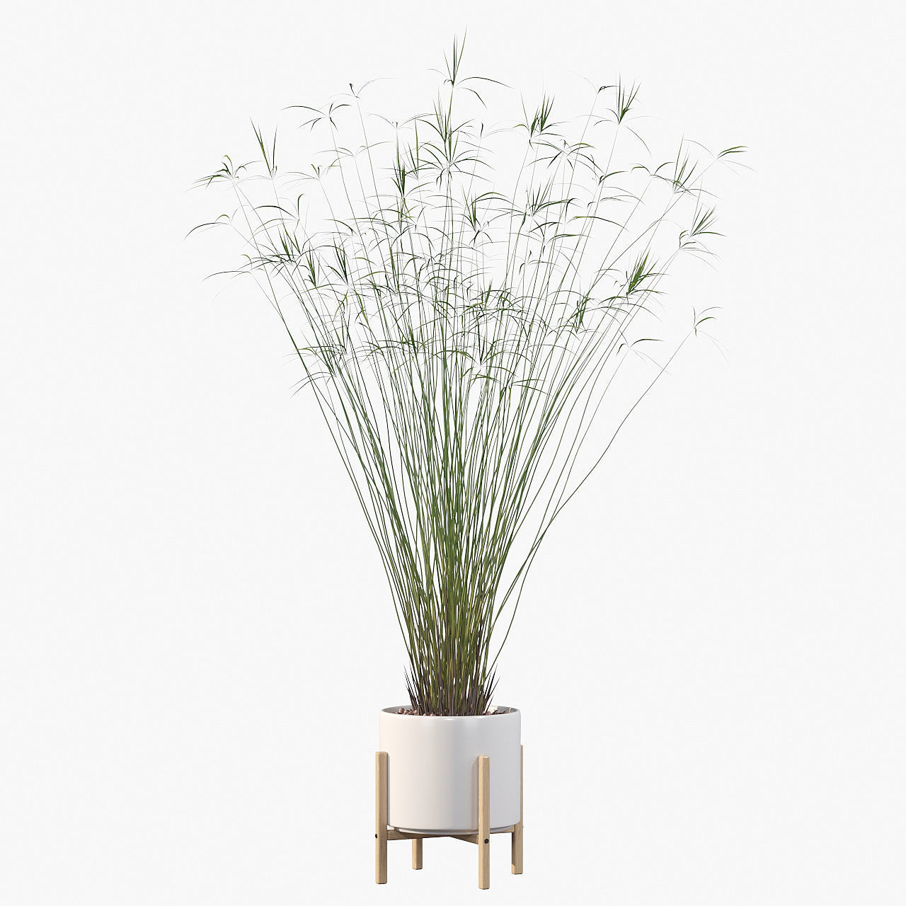 Cyperus papyrus 3D model_11