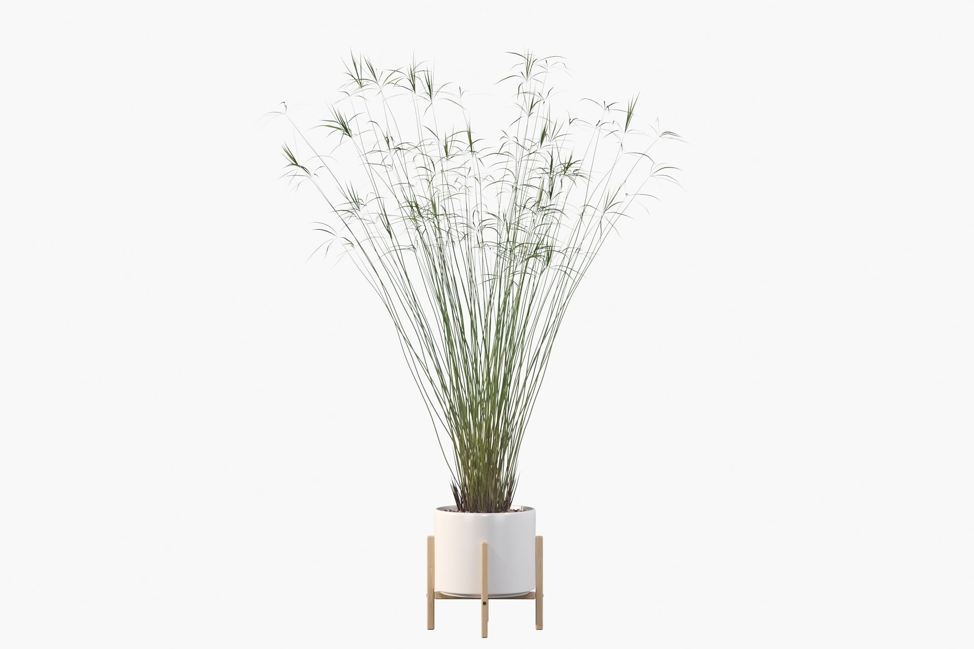 Cyperus papyrus 3D model_18