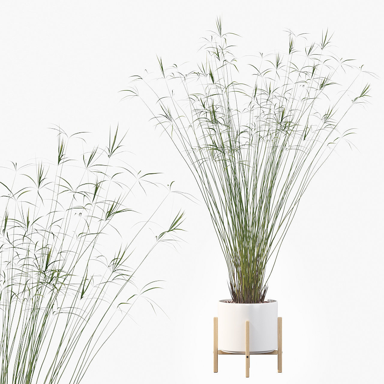 Cyperus papyrus 3D model_6