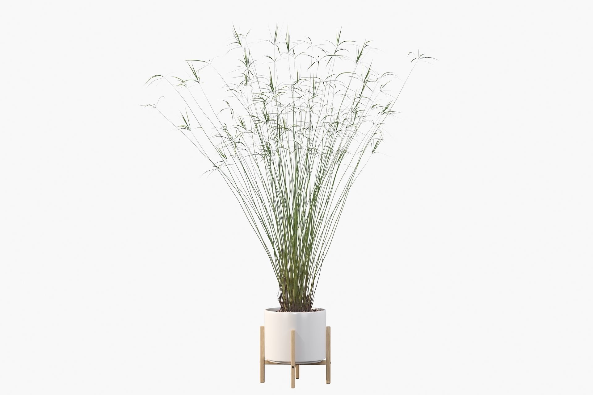 Cyperus papyrus 3D model_14