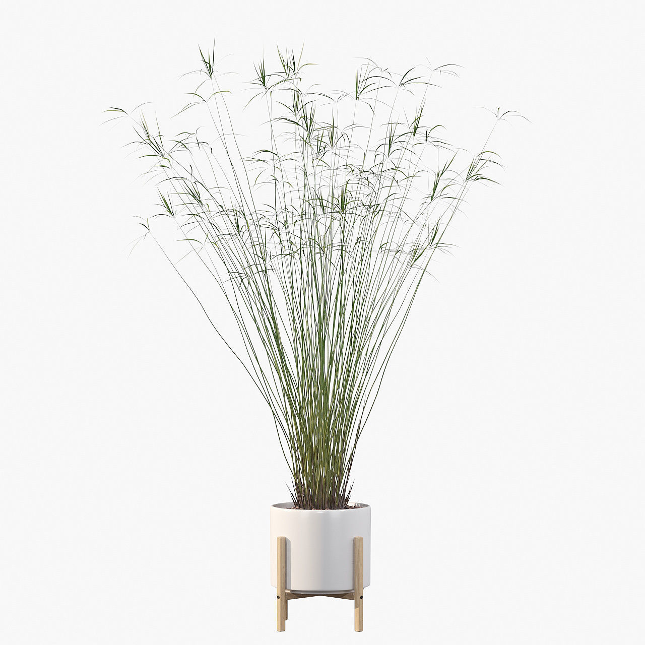 Cyperus papyrus 3D model_1