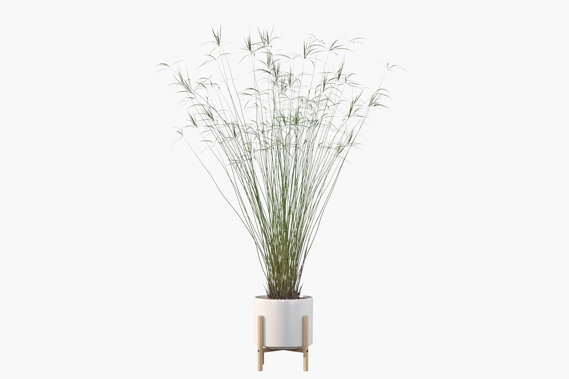 Cyperus papyrus 3D model_16