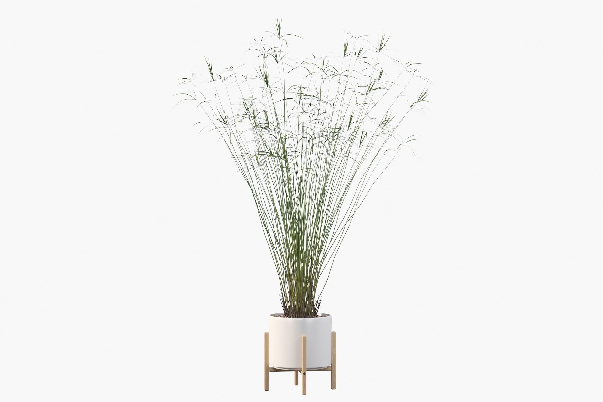 Cyperus papyrus 3D model_30