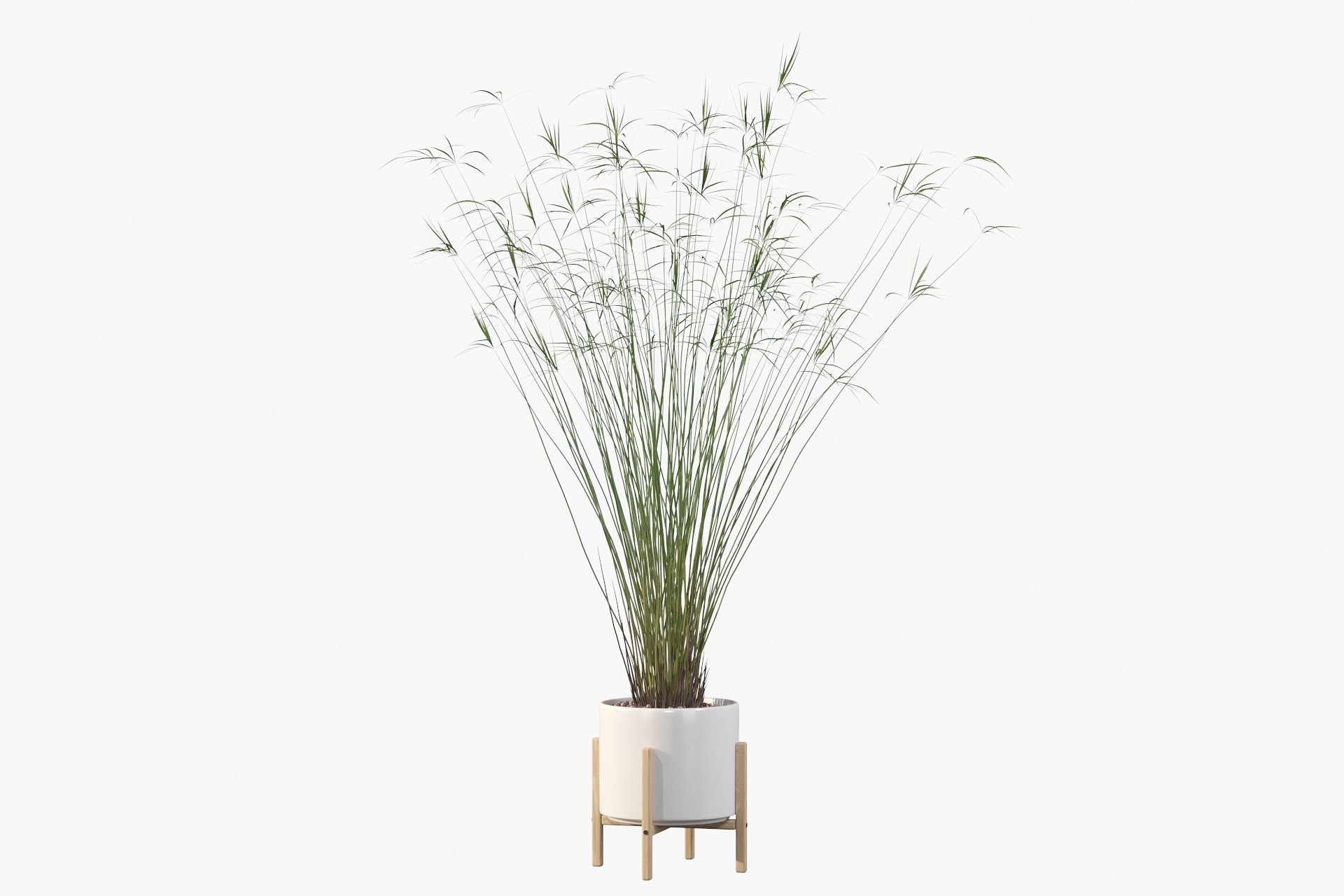 Cyperus papyrus 3D model_24